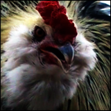 Rooster Headshot.
