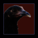Pullet.