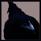 Young Black Hen.