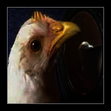Pullet Next To A Mirror.