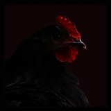 Black Hen Portrait.