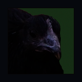 Pullet Portrait.