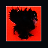 Black Frizzle Chick.