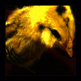 Golden Chick.