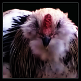 Cockerel.
