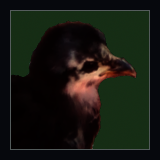 Chick Profile.