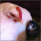 White Hen and Chick.