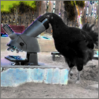 Black Hen Looking Into A Microscope.