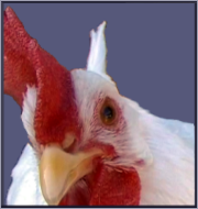 White Hen Portrait.