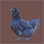 Bearded Blue Hen.