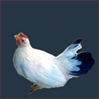 Black Tailed White Hen.