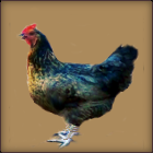 Big Brown Hen.