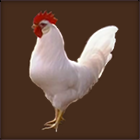 White Rooster Standing.