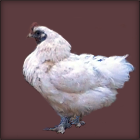 White Hen With Purple Skin.