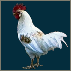 Red Shouldered Rooster.