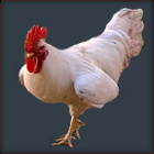 White Rooster Marching.