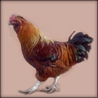 Red Bearded Rooster.