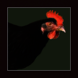 Single-Combed Red Hen Profile.