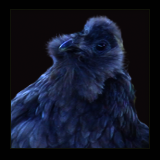 Blue Hen Portrait.