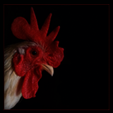 Bantam Rooster Portrait With Single Comb.