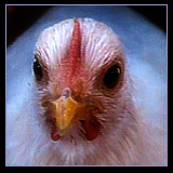 White Hen Portrait.