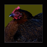 Single Combed Brown Hen Sitting.