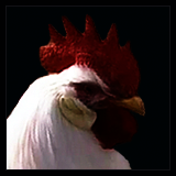 Single-Combed Rooster Portrait.