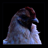 White Hen Profile