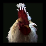 White Rooster With Red Shoulders.