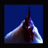 White Rooster Portrait With Red Single Comb.