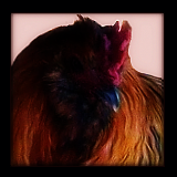 Big Red Rooster.