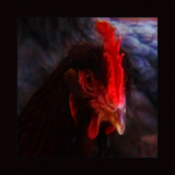 Red Hen Portrait.