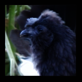 Blue Hen Profile.