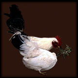 Japanese Bantam Rooster and Hen.