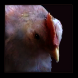 Young White Rooster.