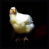 White Cockerel Perched.