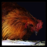 Red Cockerel Profile.