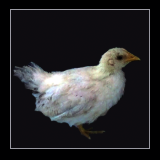 White Chick Standing.