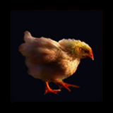 Yellow Chick Walking.