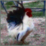 Black-Tailed White Rooster.