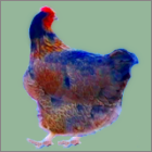 Hen Standing Looking East.