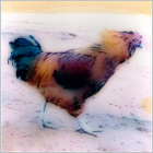 Rooster Walking Against The Wind.