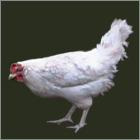 White Pullet.