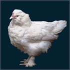 White Hen With Pink Skin.