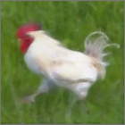 Single-Combed White Rooster Standing.