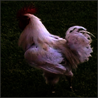 Single Combed White Rooster Walking On Green Grass.