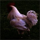 Single-Combed White Rooster Standing.