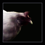 White Hen.