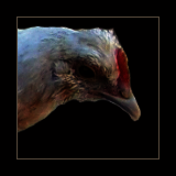 Light Blue Faced Rooster With White Feathers.
