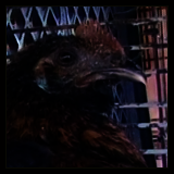 Cockerel.